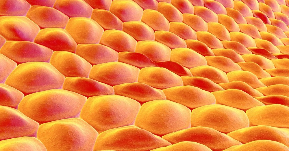 human cells