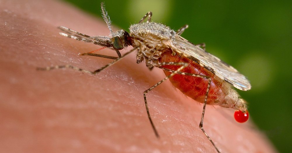 mosquito
